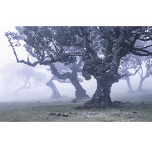 Landschaft mit alten Bäumen im Nebel