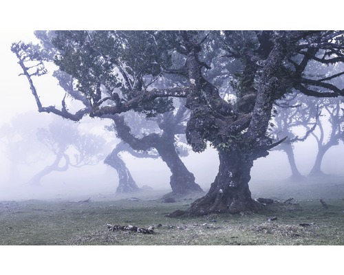 Papier peint panoramique intissé SH052-VD4 Stefan Hefele Ed 1 Ghost Line 4 pces 400 x 250 cm Paysage avec de vieux arbres dans le brouillard