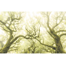 Fototapete Vlies SH055-VD4 Stefan Hefele Ed 1 Green Fire 4-tlg. 400 x 250 cm