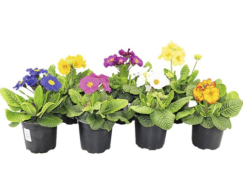 Primevère Primula elatior Ø 12 cm assorties