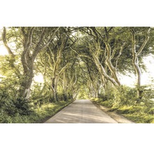 Fototapete Vlies SH057-VD4 Stefan Hefele Ed 1 Golden Hedges 4-tlg. 400 x 250 cm