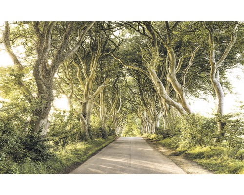 Papier peint panoramique intissé SH057-VD4 Stefan Hefele Ed 1 Golden Hedges 4 pces 400 x 250 cm Allée avec de grands arbres le long d''une route