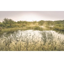 Morgendlicher Blick auf einen Teich mit Vegetation und Nebel