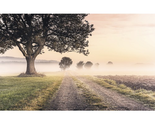 Papier peint panoramique intissé SH068-VD4 Stefan Hefele Ed 1 Misty Morning 4 pces 400 x 250 cm