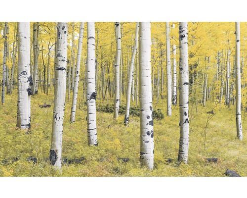 Papier peint panoramique intissé SH069-VD4 Stefan Hefele Ed 1 Orange Forest 4 pces 400 x 250 cm Papier peint panoramique intissé SH069-VD4 Stefan Hefele Ed 1 Orange Forest 4 pces 400 x 250 cm