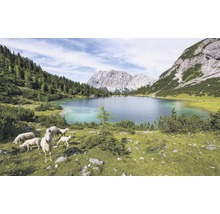 Lac de montagne avec des moutons dans un paysage alpin