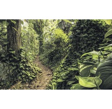 Sentier dans la jungle avec une végétation luxuriante et de grands arbres