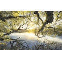 Baumkronen über einem Gewässer mit Sonnenlicht