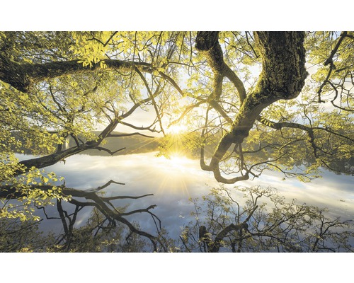 Fototapete Vlies SH080-VD4 Stefan Hefele Ed 1 Golden Embrace 4-tlg. 400 x 250 cm