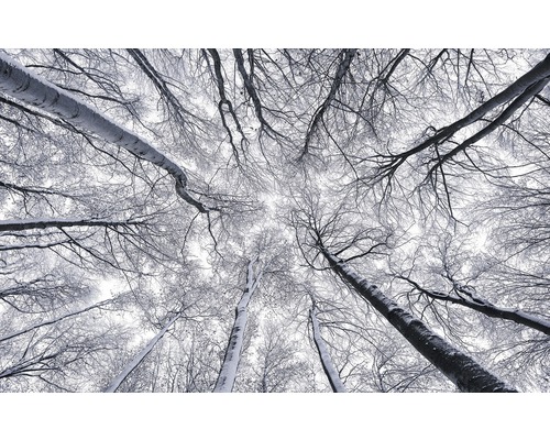 Papier peint panoramique intissé SH081-VD4 Stefan Hefele Ed 1 Up 4 pces 400 x 250 cm Vue dans une forêt enneigée avec des arbres et des branches