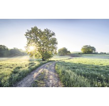 Landschaft mit Baum und Feldweg