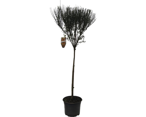 Genêt à balais FloraSelf Cytisus scoparius 'La Coquette' H 60-80 cm Co 4 L