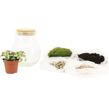 Set de terrarium avec récipient en verre, liège, plante, mousse, terre et pierres