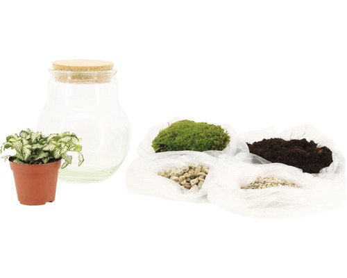 Set de terrarium avec récipient en verre, liège, plante, mousse, terre et pierres