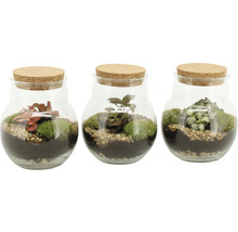 Trois mini-terrariums avec des plantes dans des récipients en verre et des couvercles en liège