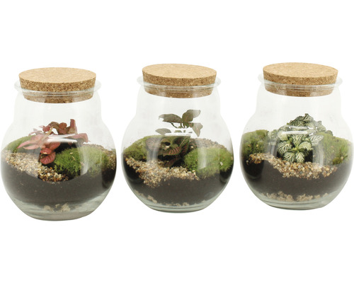 Trois mini-terrariums avec des plantes dans des récipients en verre et des couvercles en liège