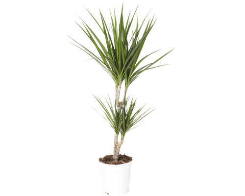 Dragonnier FloraSelf Dracaena massangeana ‘Marginata‘ H 80-90 cm pot de Ø 17 cm