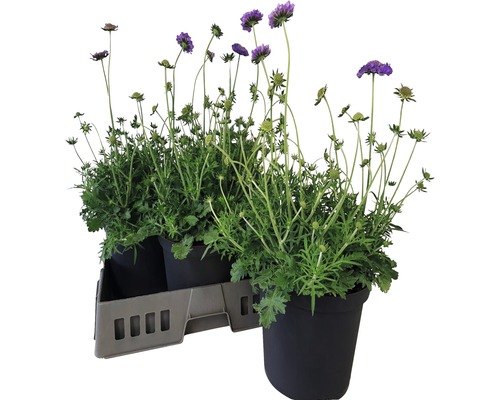 Gartenskabiose Scabiosa columbaria 'Butterfly Blue' H 20-35 cm Co 5 L