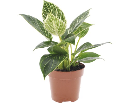 Philodendron FloraSelf Philodendron 'White Wave' h 30-40 cm pot Ø 12 cm