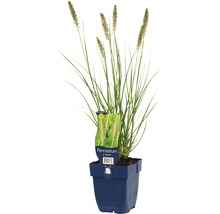 Herbe aux écouvillons en pot