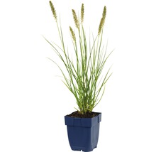 Molinie bleue en pot
