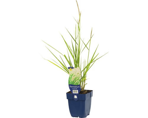 Herbe aux écouvillons orientale FloraSelf Pennisetum orientale 'Fairy Tails' h 5-80 cm Co 0,5 l