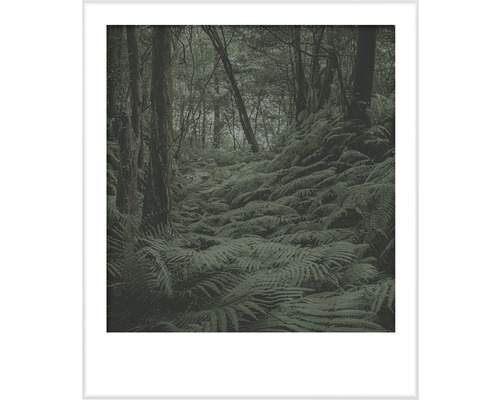Gerahmtes Bild von Farnen im Wald