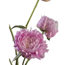 Pivoine FloraSelf Paeonia lacitfolia Co 3,5 l rose clair-thumb-1