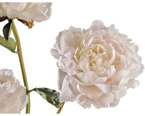 Nahaufnahme von Pfingstrosenblüten