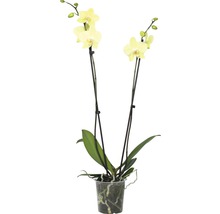Orchidée papillon FloraSelf Phalaenopsis multiflora Mini h 55-70 cm pot Ø 12 cm 2 panicules diff. couleurs-thumb-1