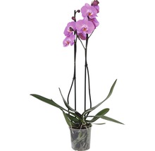 Orchidée papillon FloraSelf Phalaenopsis multiflora Mini h 55-70 cm pot Ø 12 cm 2 panicules diff. couleurs-thumb-2