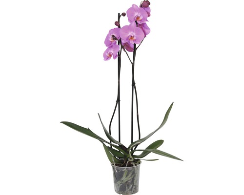 Orchidée papillon FloraSelf Phalaenopsis multiflora Mini h 55-70 cm pot Ø 12 cm 2 panicules diff. couleurs