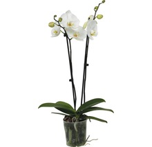 Orchidée papillon FloraSelf Phalaenopsis multiflora Mini h 55-70 cm pot Ø 12 cm 2 panicules diff. couleurs-thumb-3