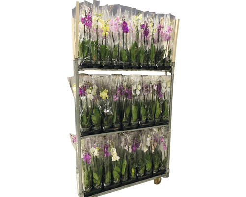 Orchidée papillon FloraSelf Phalaenopsis multiflora Mini h 55-70 cm pot Ø 12 cm 2 panicules diff. couleurs Orchidée papillon FloraSelf Phalaenopsis multiflora Mini h 55-70 cm pot Ø 12 cm 2 panicules diff. couleurs
