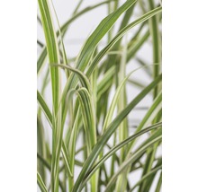 Schilfgras mit gestreiften Blättern