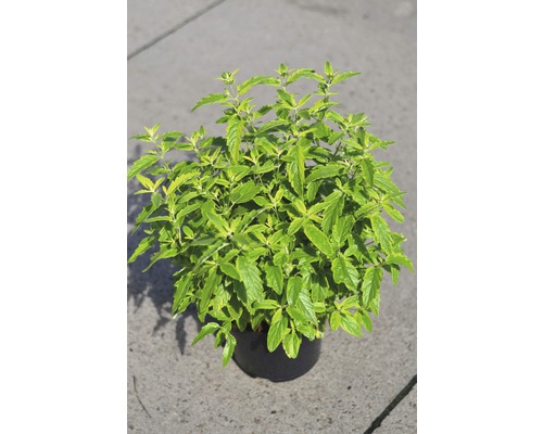Plante de monarde dorée en pot