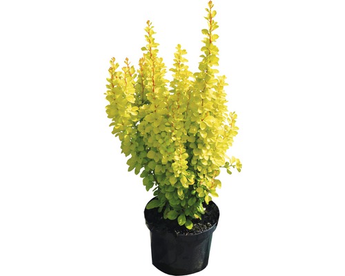 Berbéris nain jaune Berberis thunbergii 'Maria'® H 30-40 cm Co 4,5 L