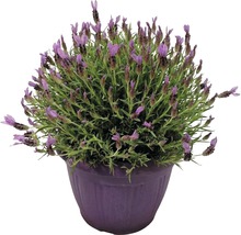 Lavande en pot