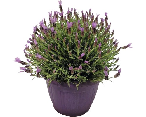 Lavande en pot