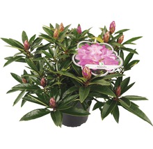 Rhododendron Graziella en pot avec boutons floraux et étiquette