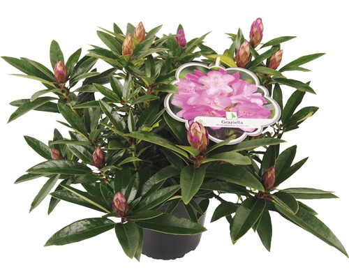 Rhododendron Graziella en pot avec boutons floraux et étiquette