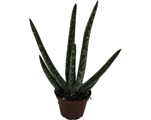 Aloe vera FloraSelf pot Ø 6 cm
