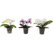 Trois orchidées en pot