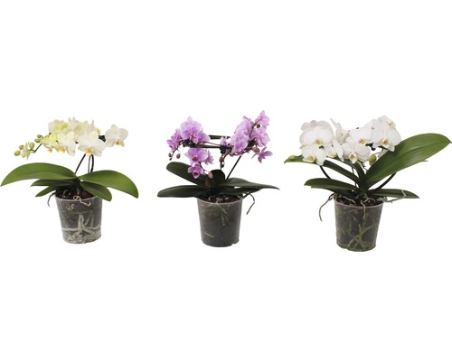 Orchidée papillon mélange FloraSelf Phalaenopsis multiflora 'Angel' H 20-30 cm Ø 12 cm pot 2 panicules