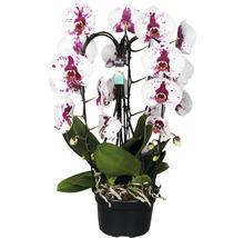 Orchidée papillon FloraSelf Phalaenopsis multiflora 'Cascade Crown Picasso' H 55-65 cm pot Ø 21 cm-thumb-0
