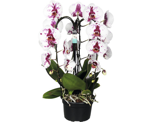 Orchidée papillon FloraSelf Phalaenopsis multiflora 'Cascade Crown Picasso' H 55-65 cm pot Ø 21 cm-0