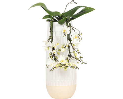 Orchidée papillon FloraSelf Phalaenopsis multiflora 'Little Kolibri Victoria Falls' H 35-45 cm pot en céramique Ø 13 cm