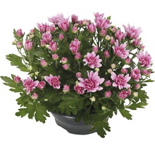 Chrysantheme im Topf