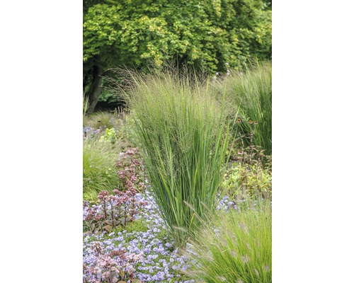 Rutenhirse FloraSelf Panicum virgatum 'Northwind' H 20-80 cm Co 3 L