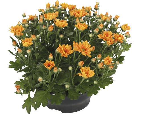 Chrysanthème FloraSelf Chrysanthemum indicum 'Jive Time' pot Ø 23 cm